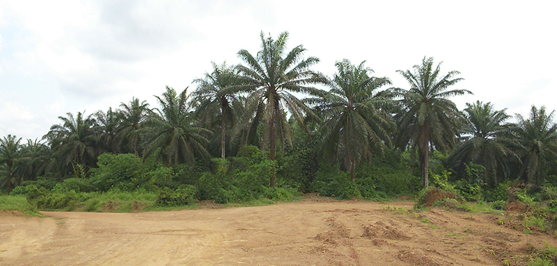 oil palm 2